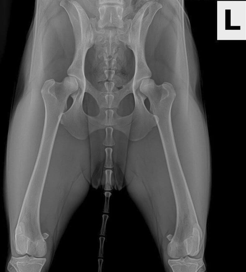 Fair OFA Hips - Another Dog