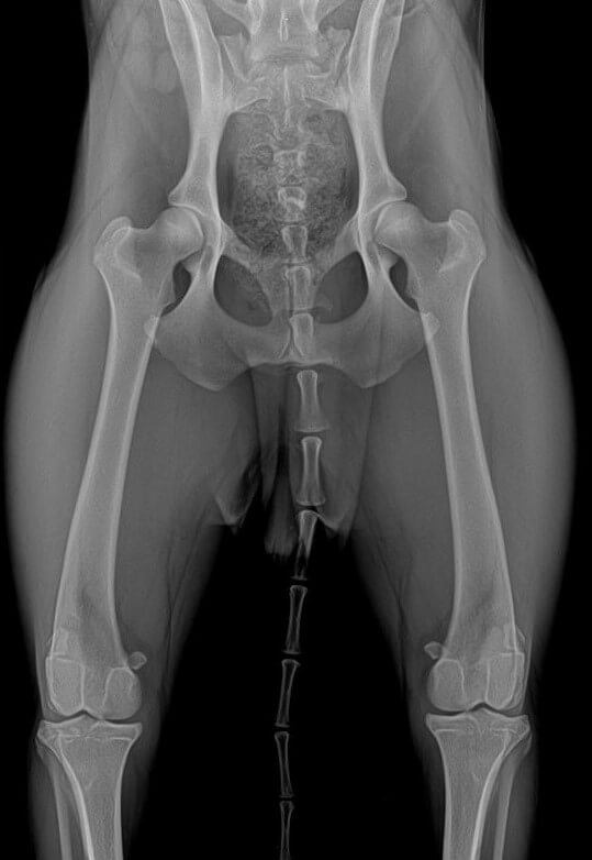 Fair OFA Hips