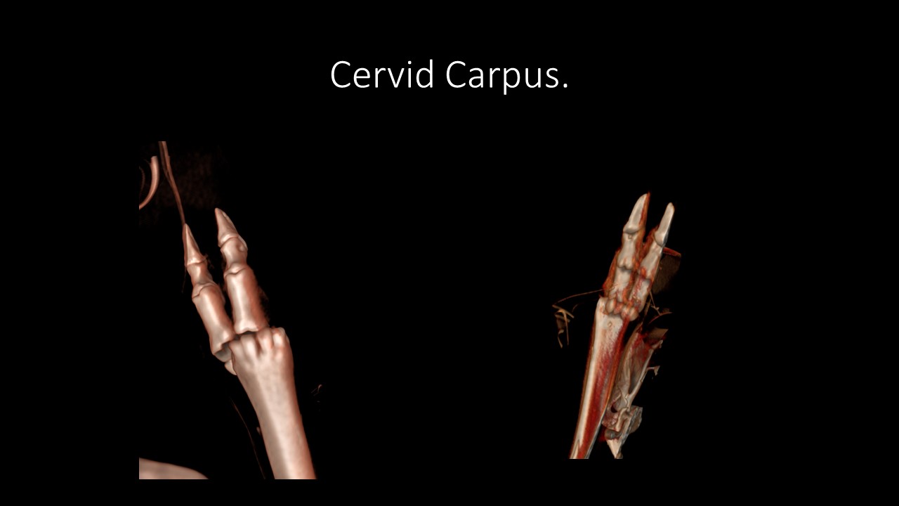 CT 16