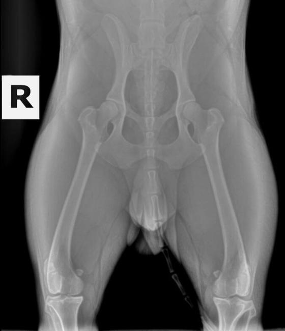 Ofa hips and sales elbows