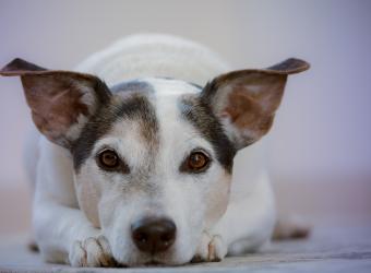 Ear infections in Dogs (Otitis Externa)