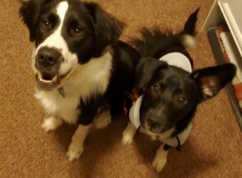 Why Core Vaccinations Are Important for Companion Animals